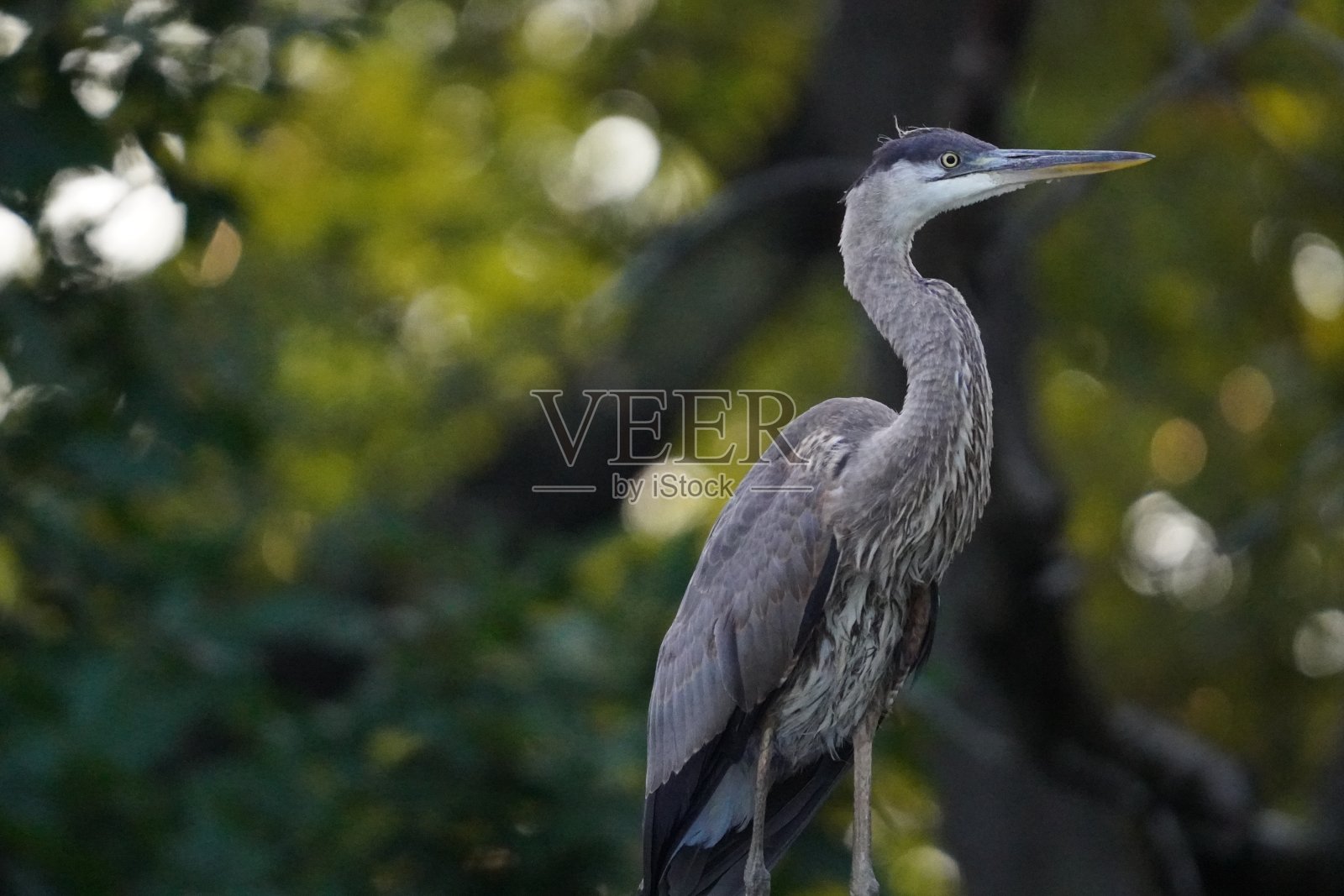 大蓝鹭照片摄影图片