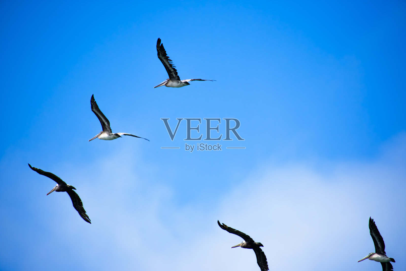 鹈鹕在旧金山码头的天空中飞翔。照片摄影图片