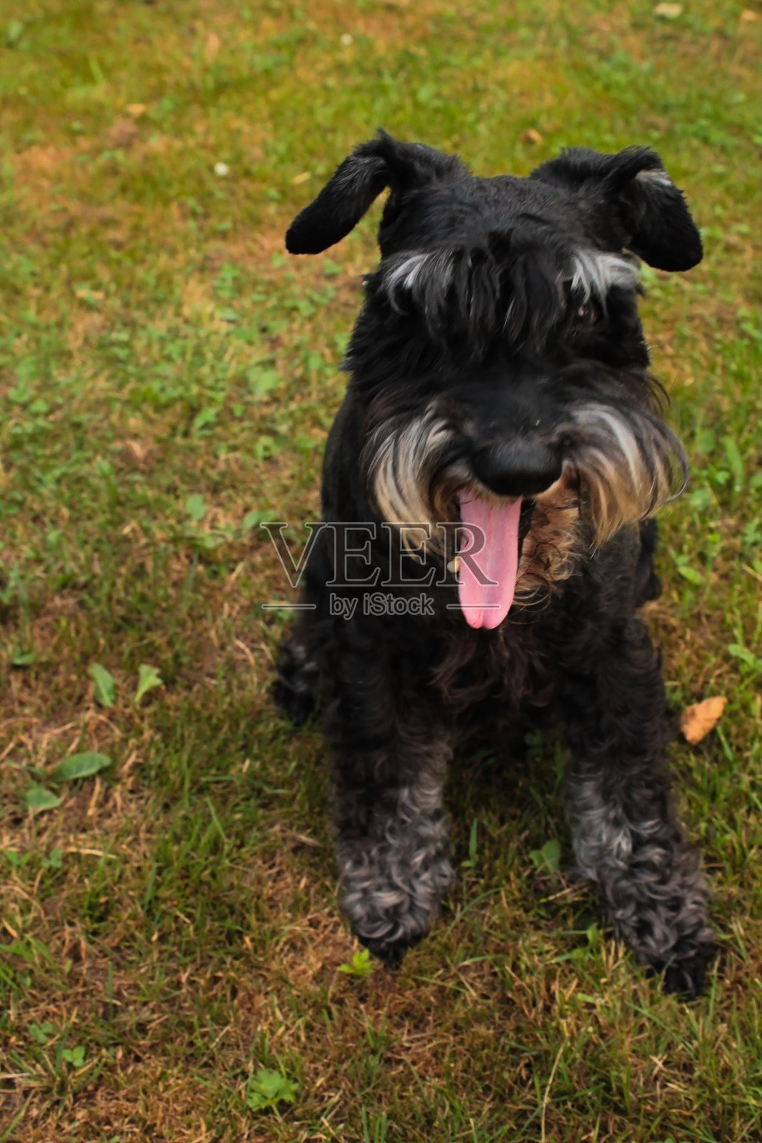 绿色草地上的黑色迷你型雪纳瑞。漂亮的狗。一只黑狗。照片摄影图片