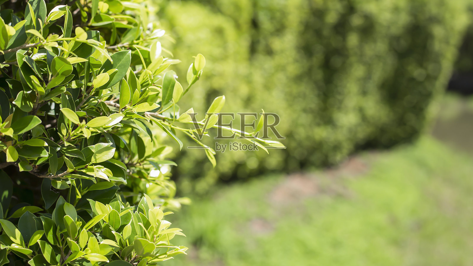 绿叶特写在绿色背景上，背景覆盖概念。照片摄影图片