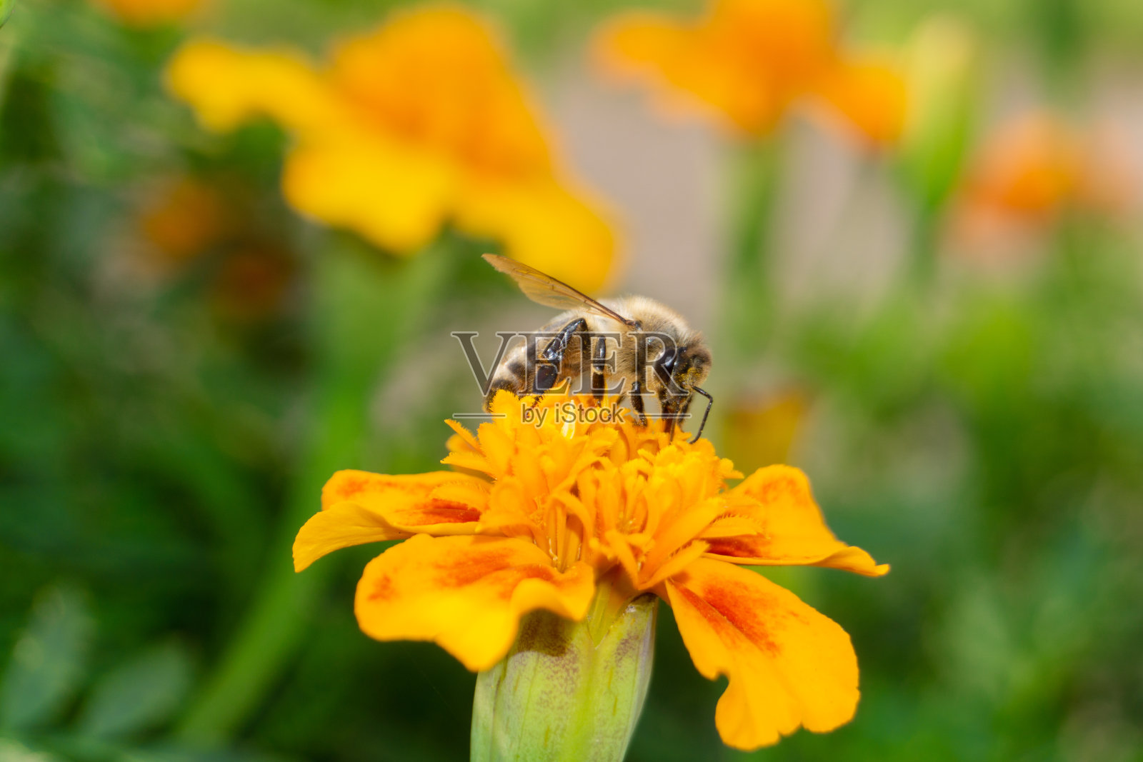 一个蜜蜂在橙花上的田地的特写照片摄影图片