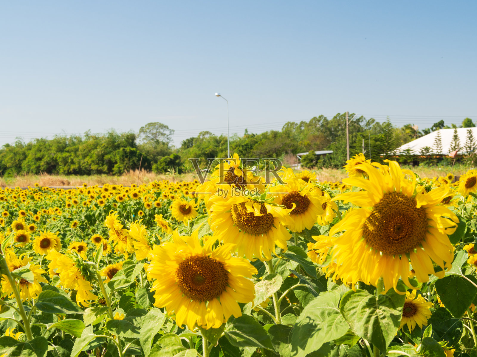 黄色的向日葵照片摄影图片
