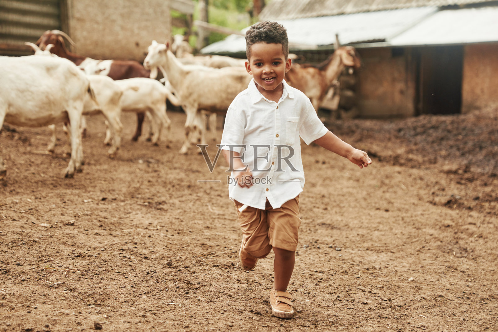 可爱的非裔美国小男孩在夏天的农场里和山羊在一起照片摄影图片