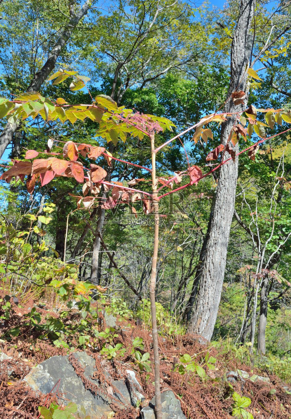 药用植物楤木(楤木)照片摄影图片