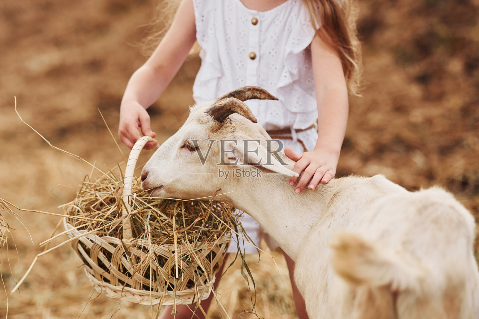穿白衣服的小女孩在夏天的农场外面和山羊在一起照片摄影图片