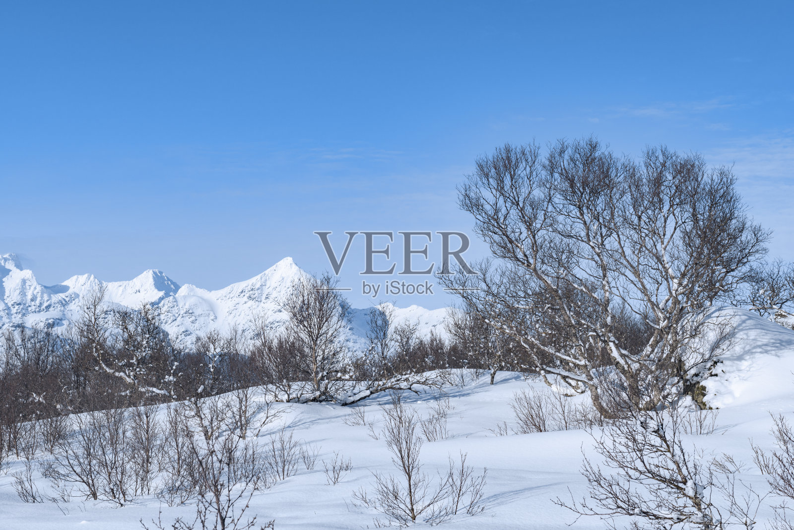 在挪威的冬天，白桦树被白雪覆盖照片摄影图片