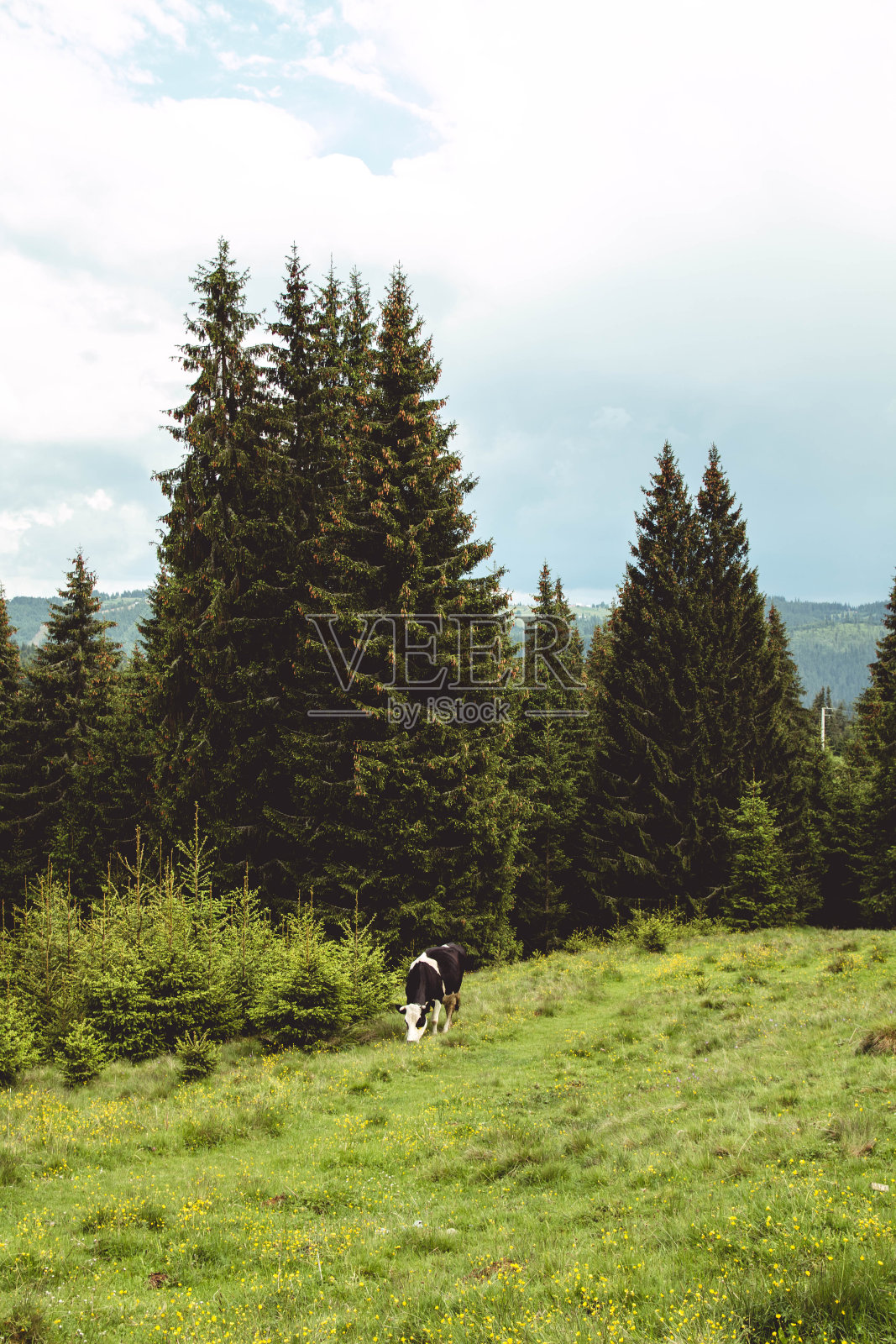 Belis湖照片摄影图片