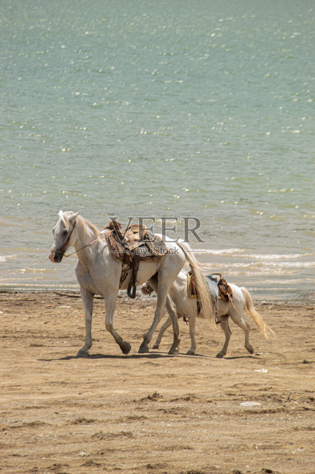 正午时分，一匹马和它的幼崽在海滩上散步。照片摄影图片