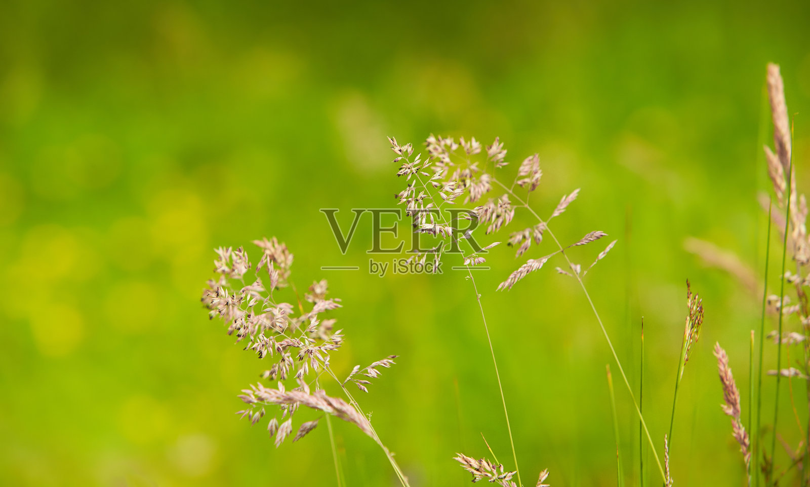 春季牧草高羊茅(Festuca partensis)。美丽的红羊茅墙纸(Festuca rubra)照片摄影图片