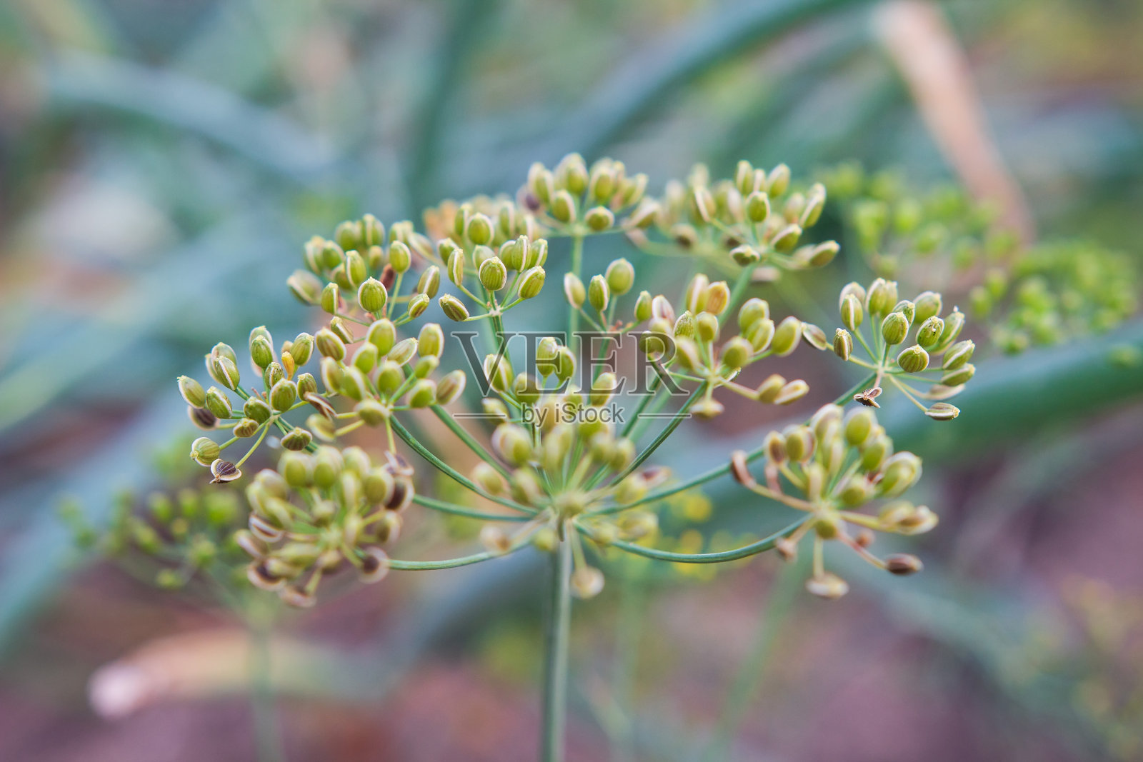 农业的背景。植物上绿色的莳萝种子。照片摄影图片