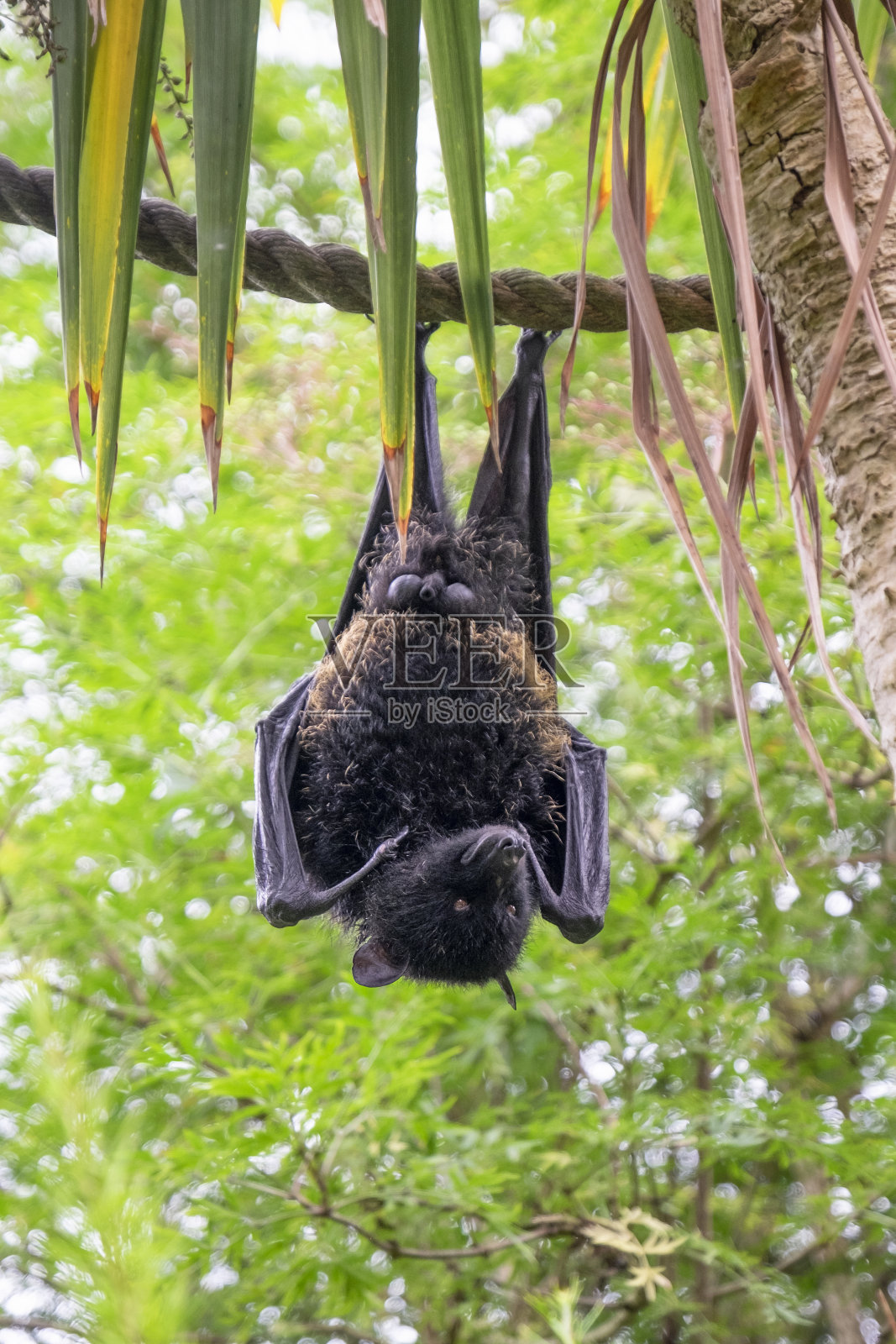 利文斯通的水果蝙蝠照片摄影图片