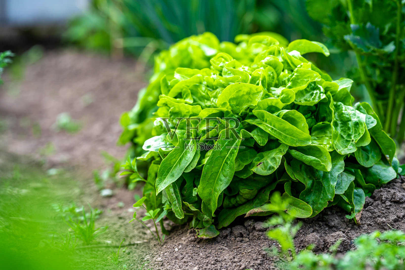 新鲜的绿色芝麻菜植物在花园里照片摄影图片