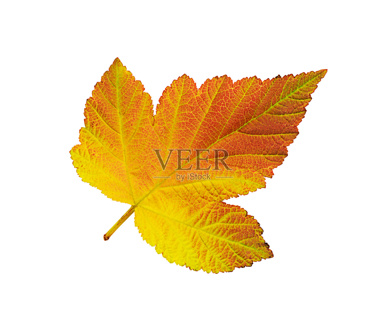 秋天的叶子照片摄影图片