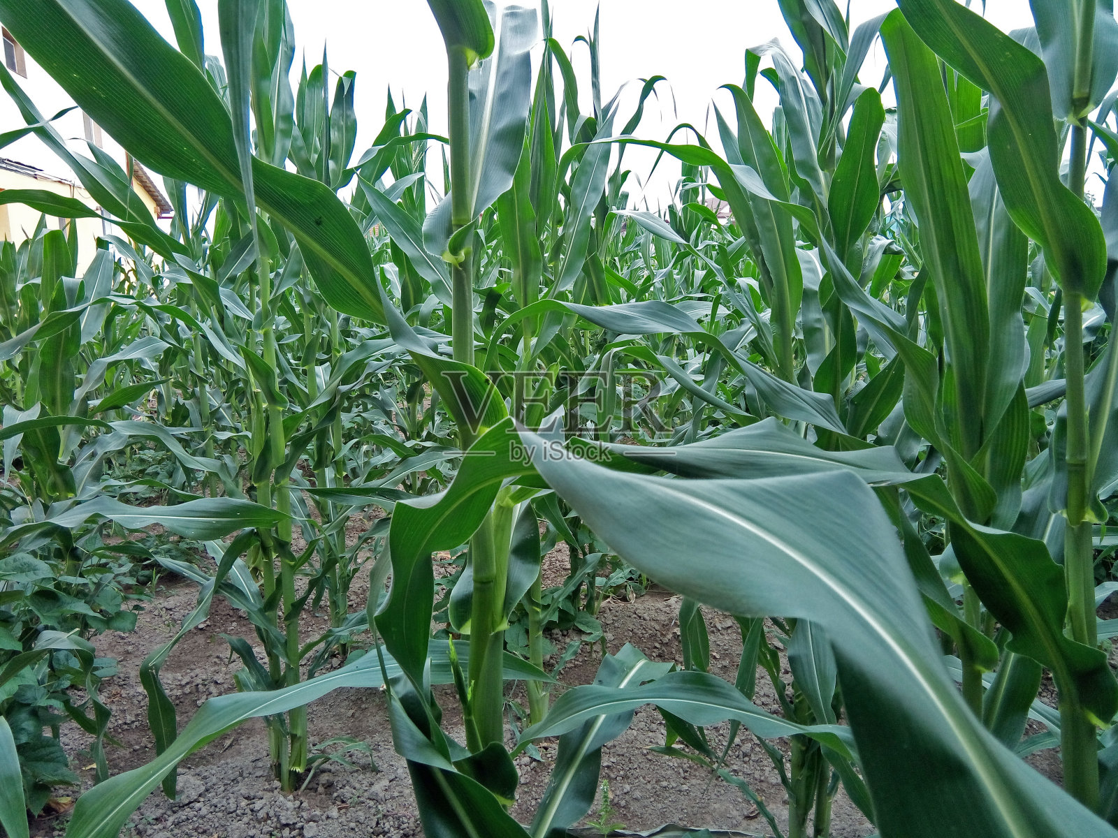 在马拉穆雷斯有绿色玉米的土地照片摄影图片