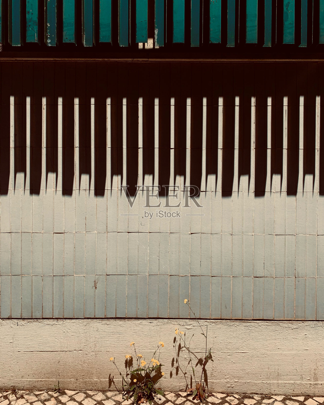 2朵花生长在路面-自然对着石头-图形墙照片摄影图片