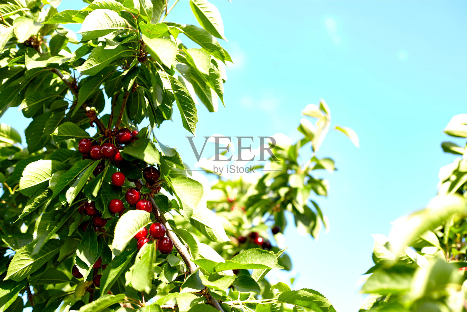 成熟的樱桃挂在樱桃树枝上。水滴落在水果上，樱桃园照片摄影图片