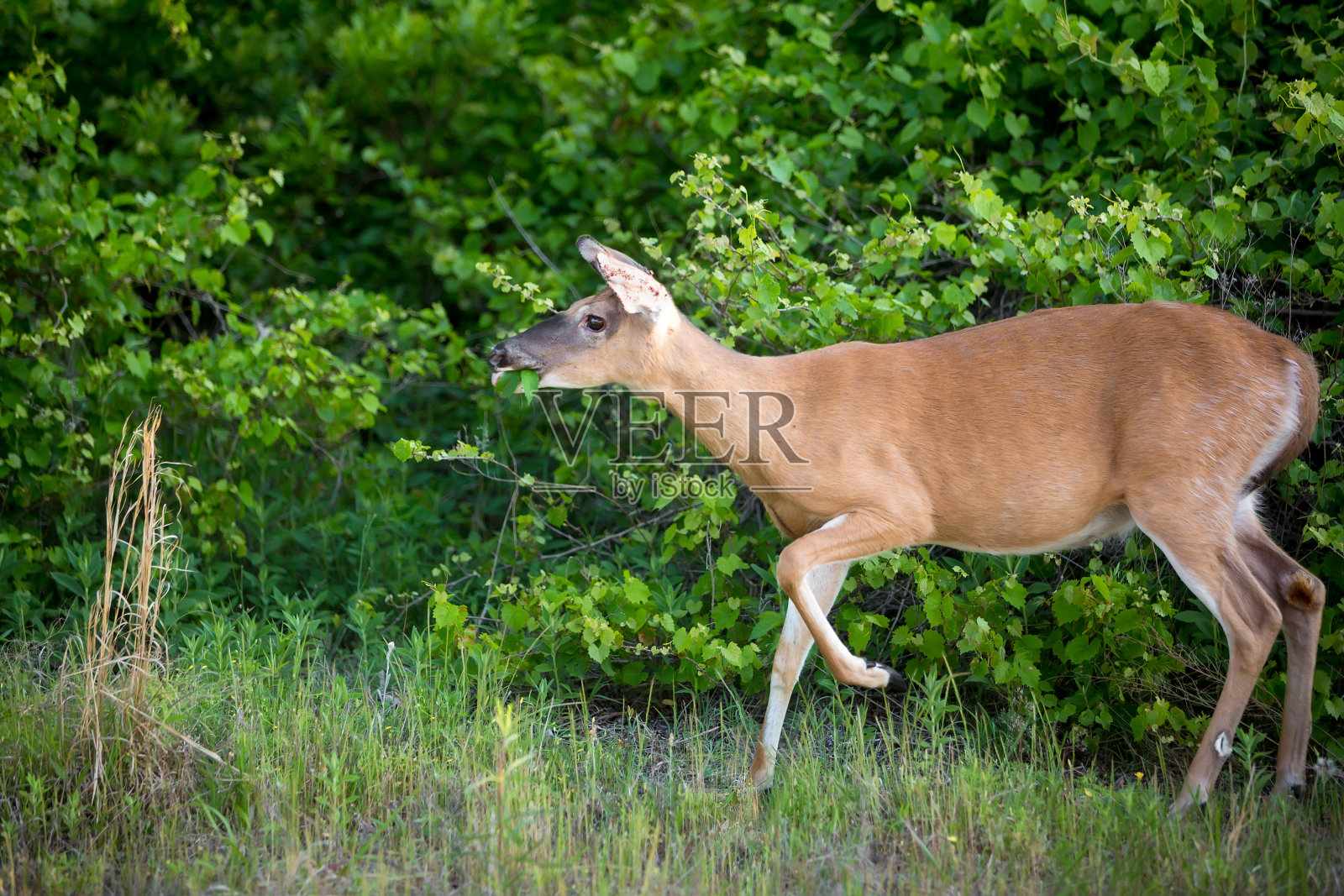 马里兰州阿萨提格岛国家海滨的白尾鹿照片摄影图片
