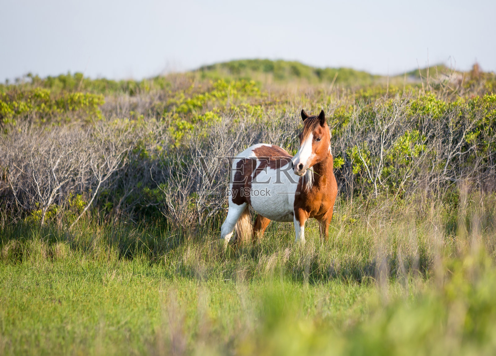 马里兰州阿萨提格岛国家海滨的一匹野马驹照片摄影图片