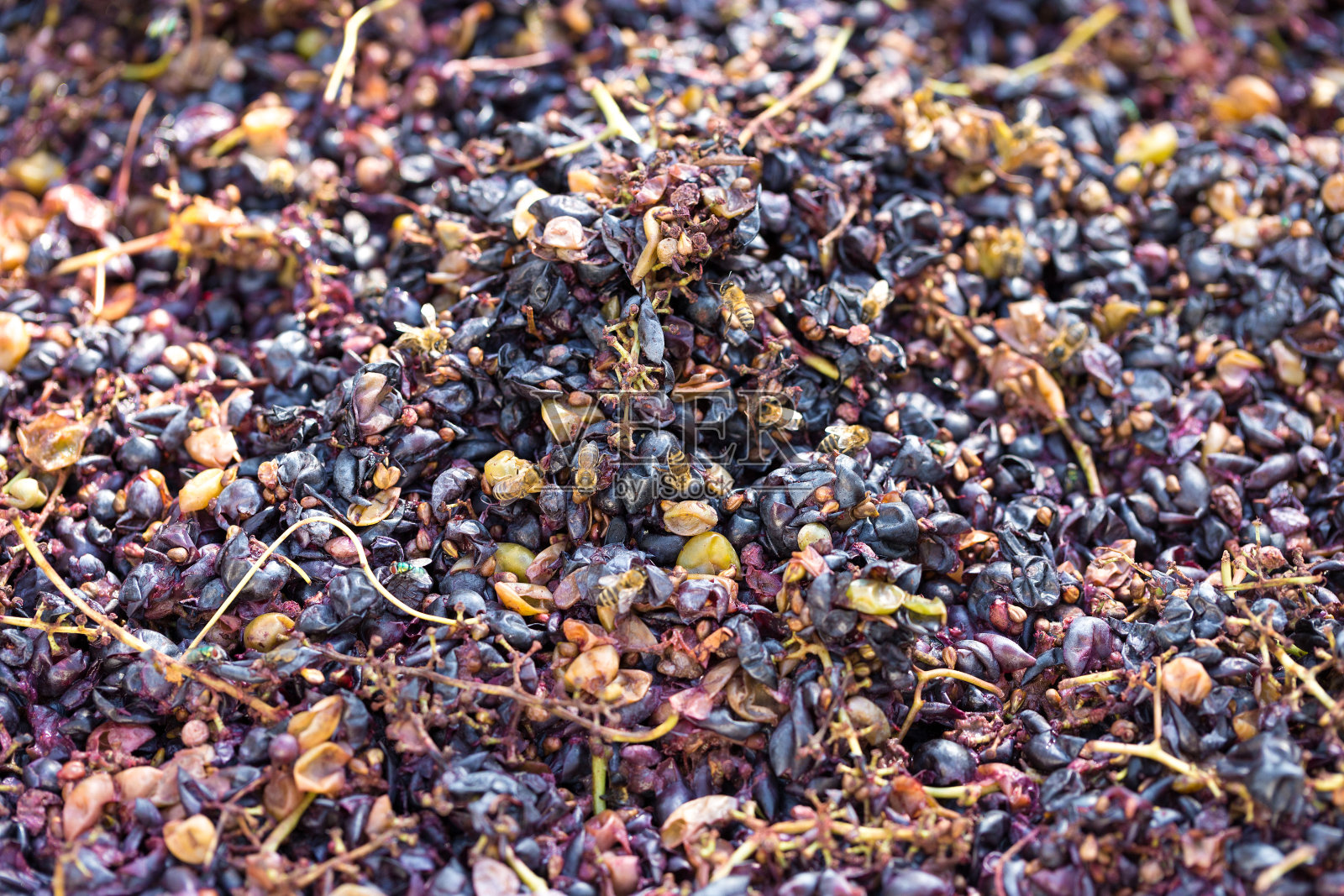 葡萄酒压榨与红色必须和螺旋螺旋。酿酒师的手合了起来。照片摄影图片