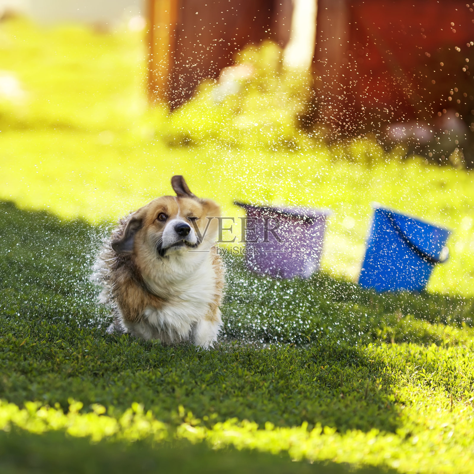 柯基小狗在阳光明媚的花园游泳后，抖掉水滴和水花照片摄影图片