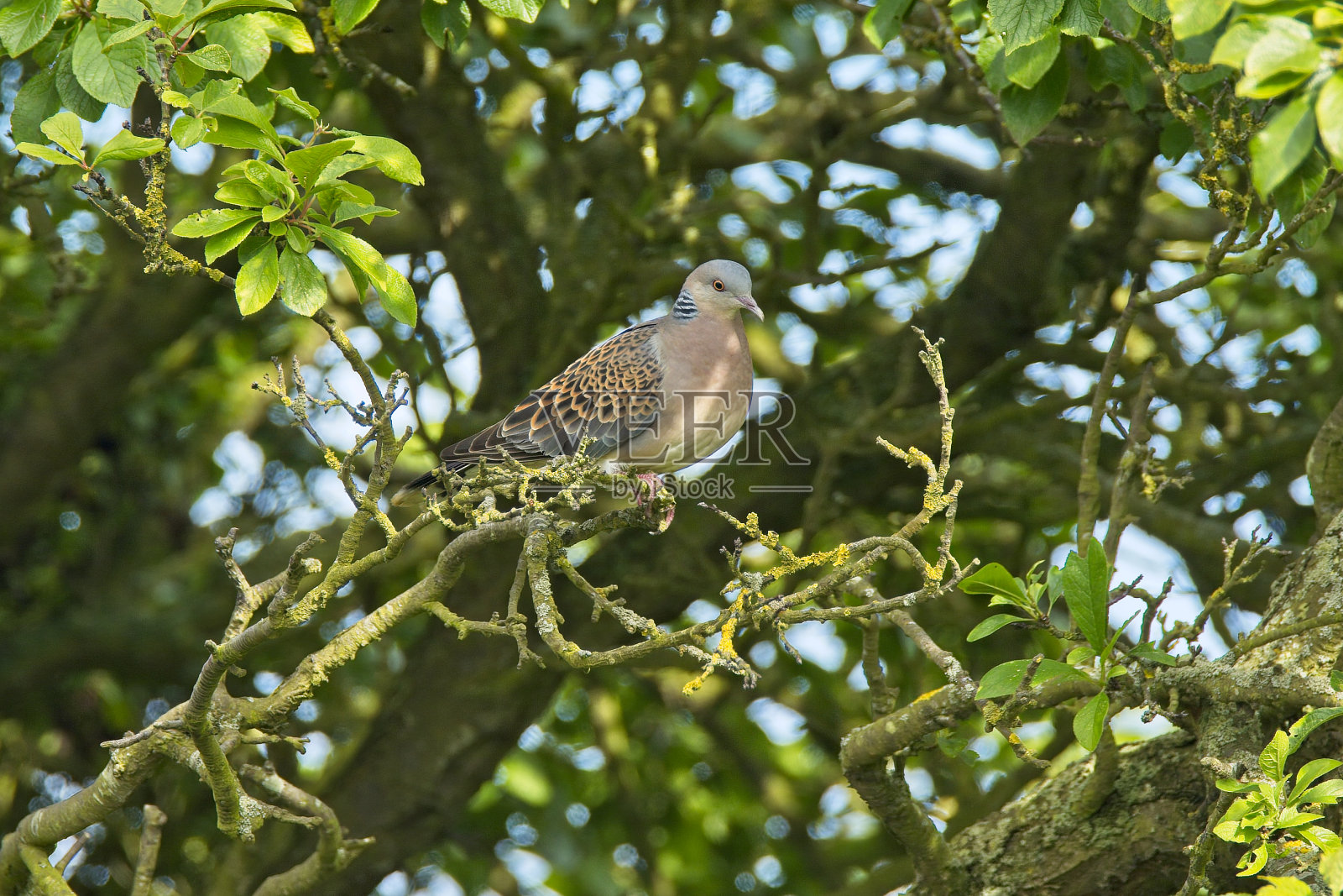 栖息的东方斑鸠照片摄影图片