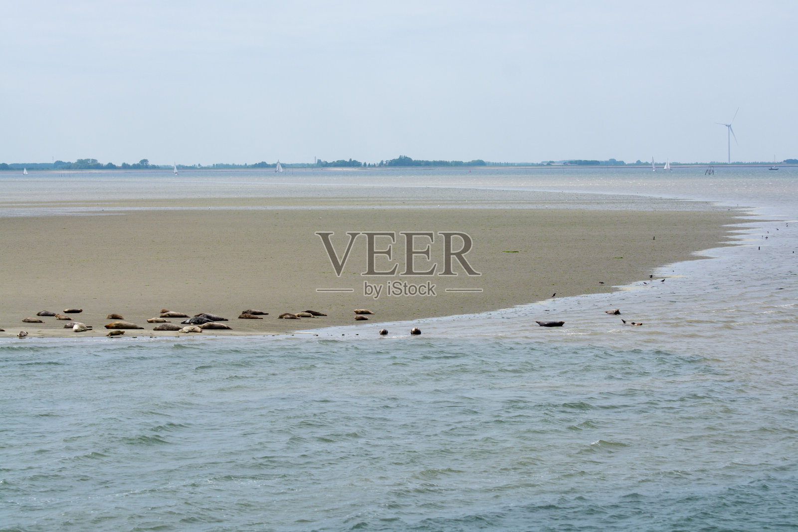 动物收集，在荷兰泽兰Oosterschelde的退潮期间，一群大海海豹在沙滩上休息照片摄影图片