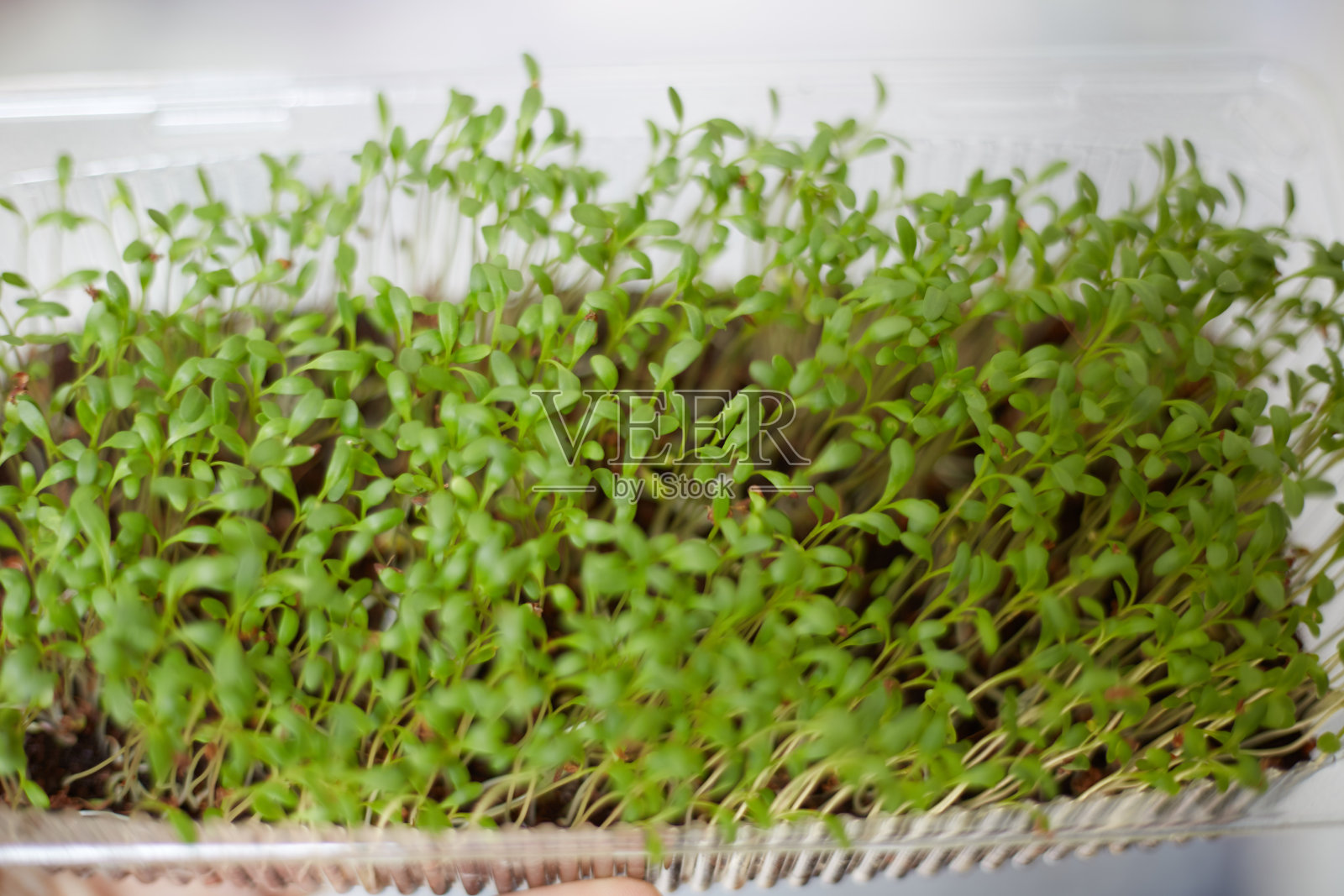 新鲜micro-greens特写。种豆芽做健康沙拉。照片摄影图片