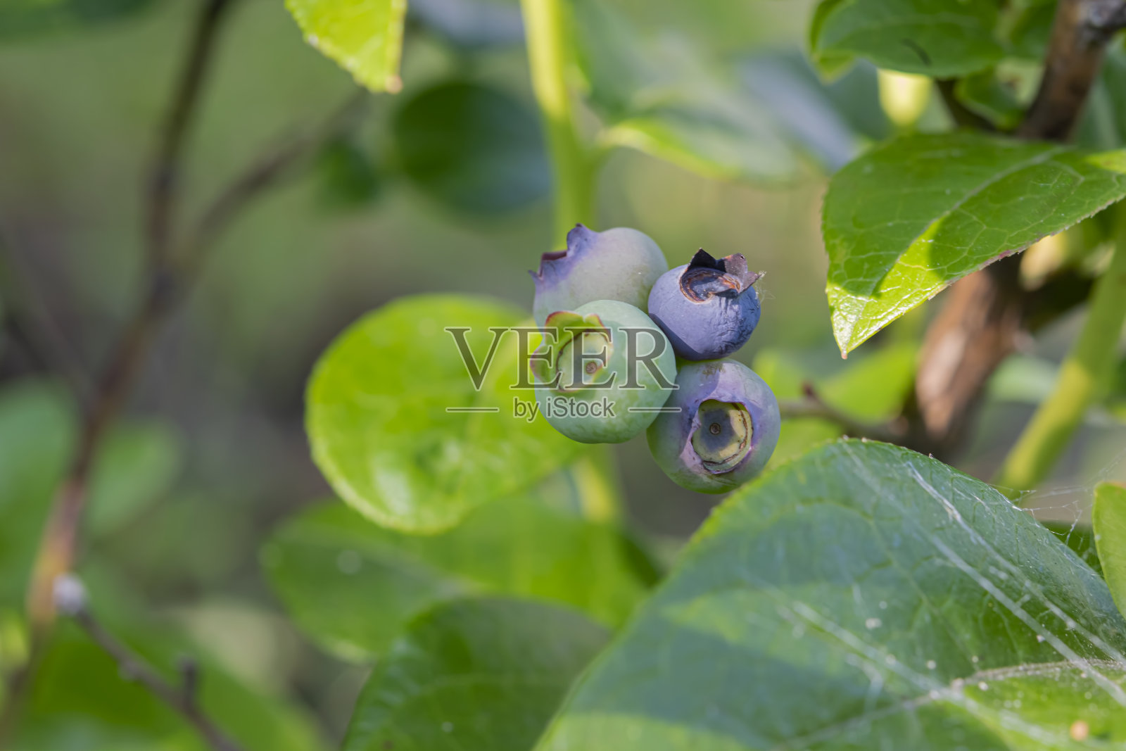 秋夏山水。在阳光的照耀下，果园里一丛绿叶上成熟的蓝莓。照片摄影图片