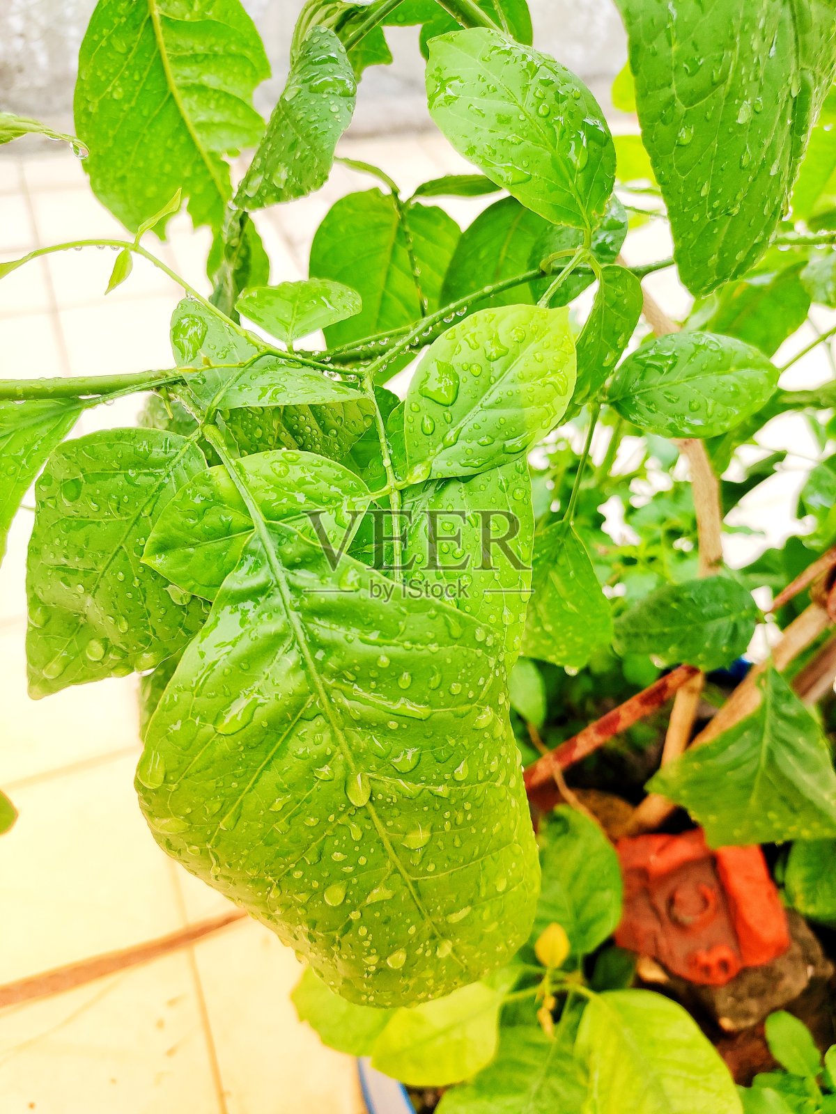 比尔智利的植物照片摄影图片