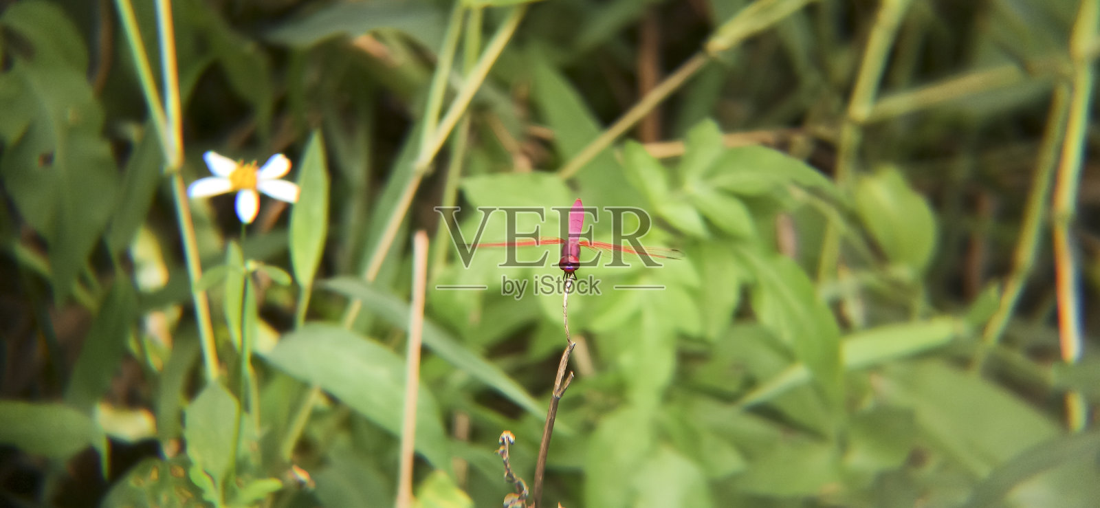 红蜻蜓在森林里照片摄影图片