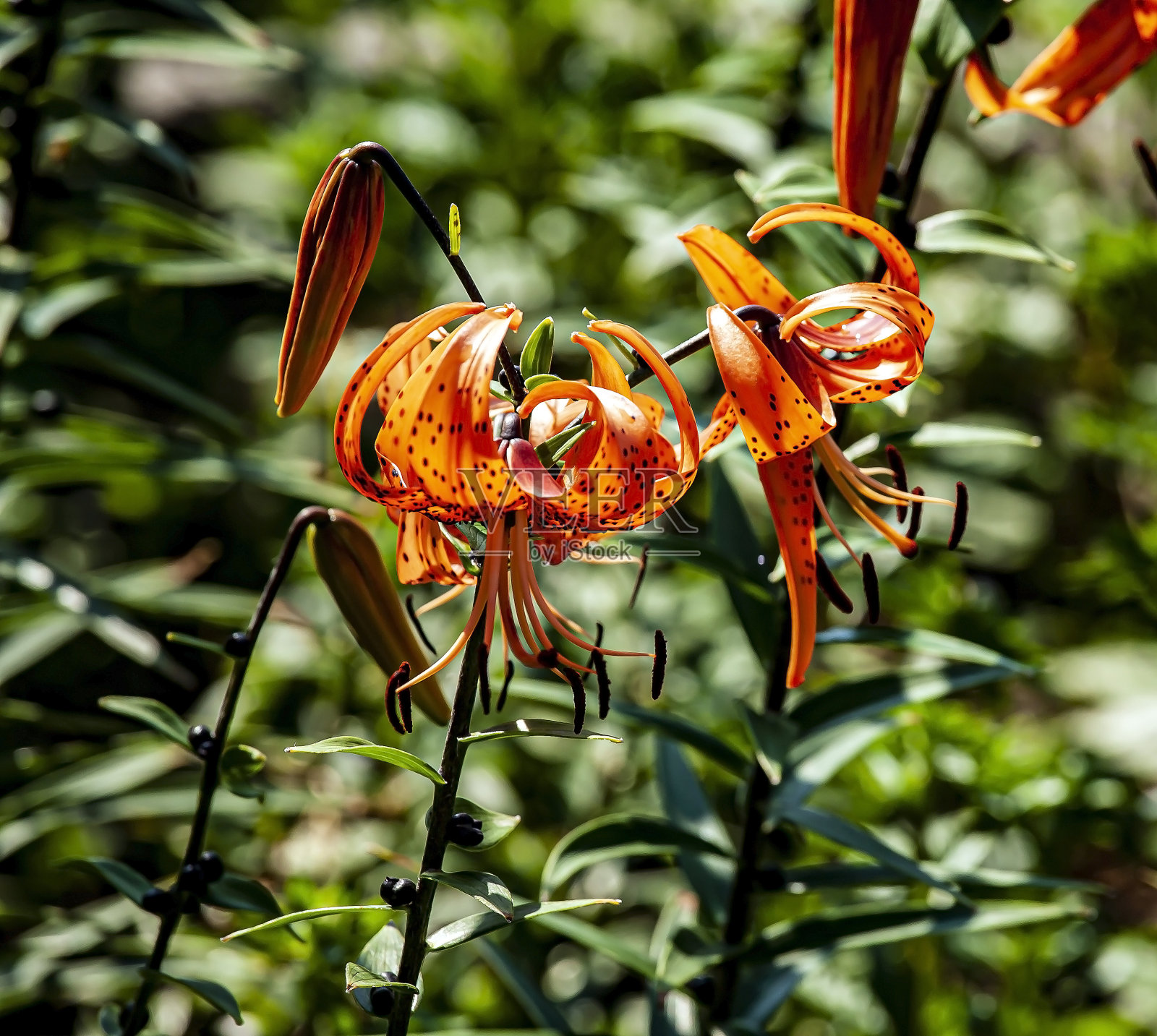明亮娇嫩的橘色虎莲在花园里照片摄影图片