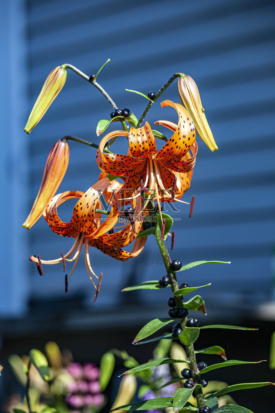 明亮娇嫩的橘色虎莲在花园里照片摄影图片