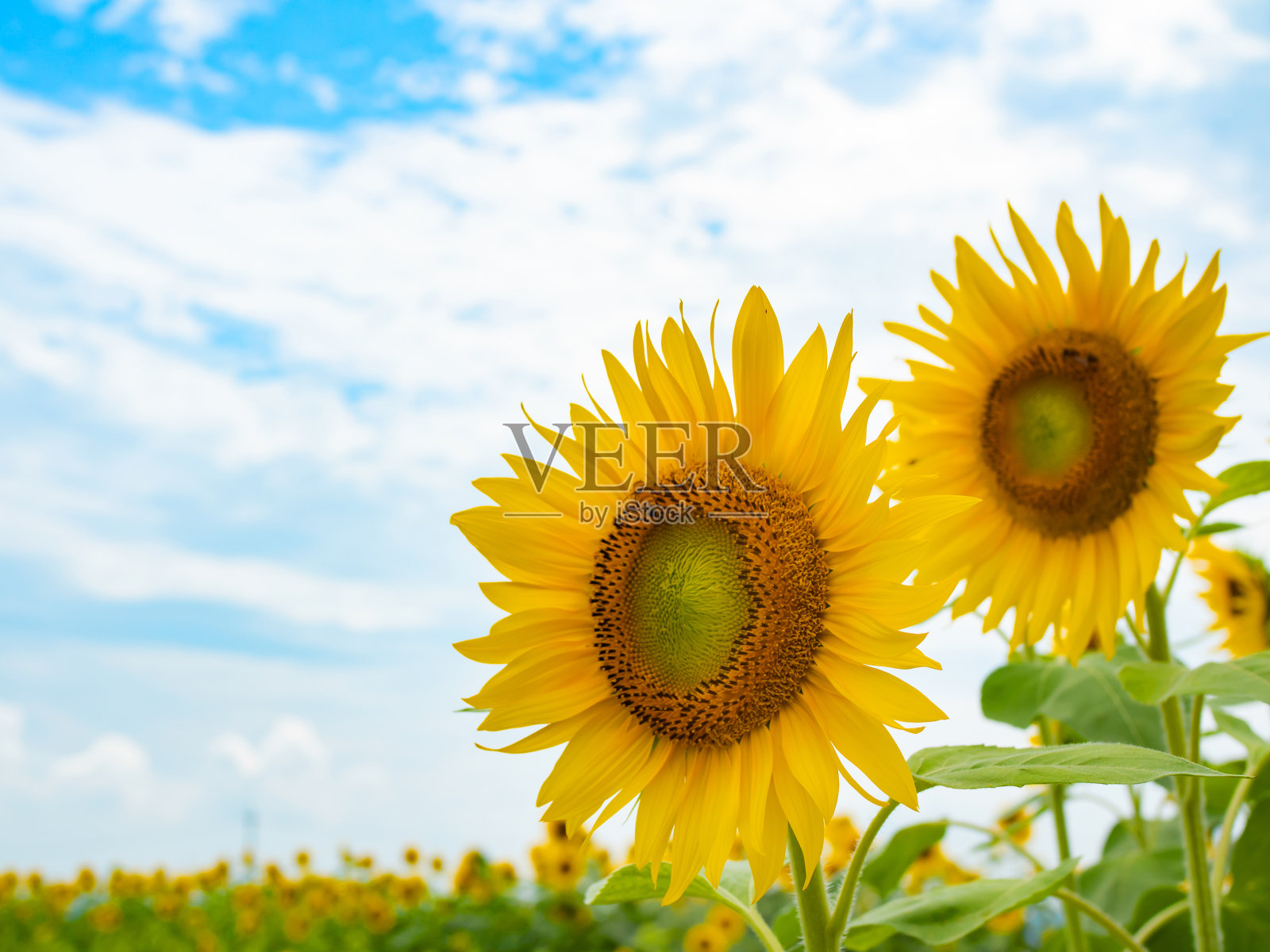 向日葵田照片摄影图片