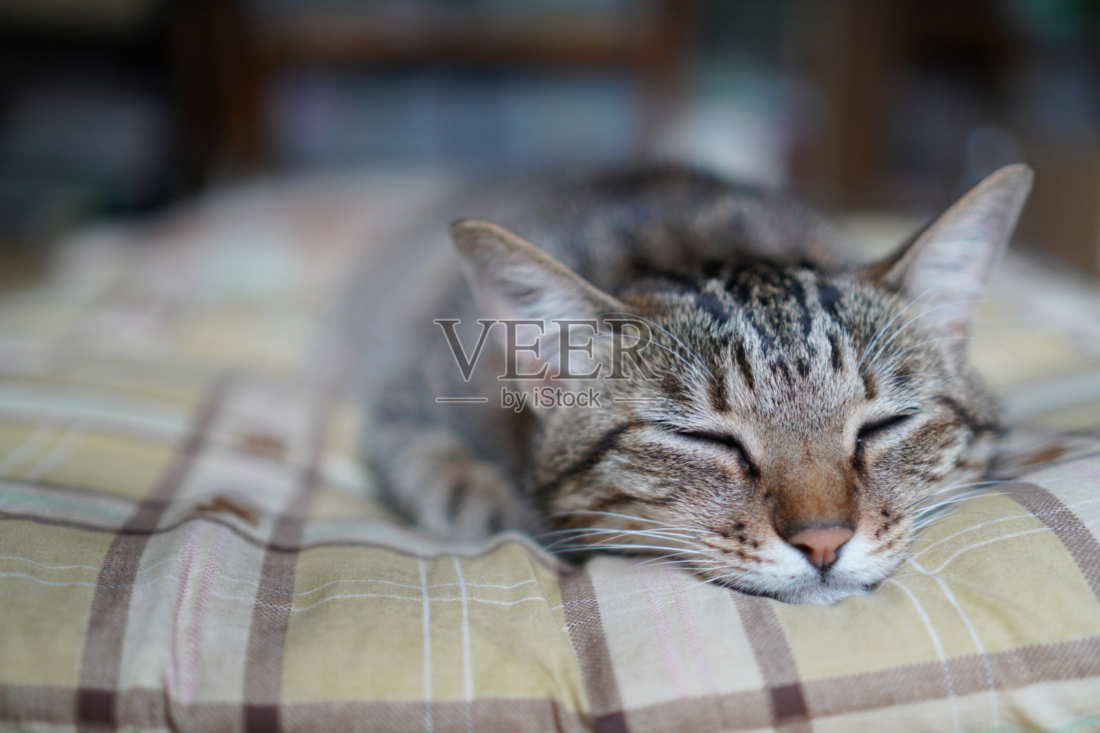 在房子里睡觉的猫照片摄影图片