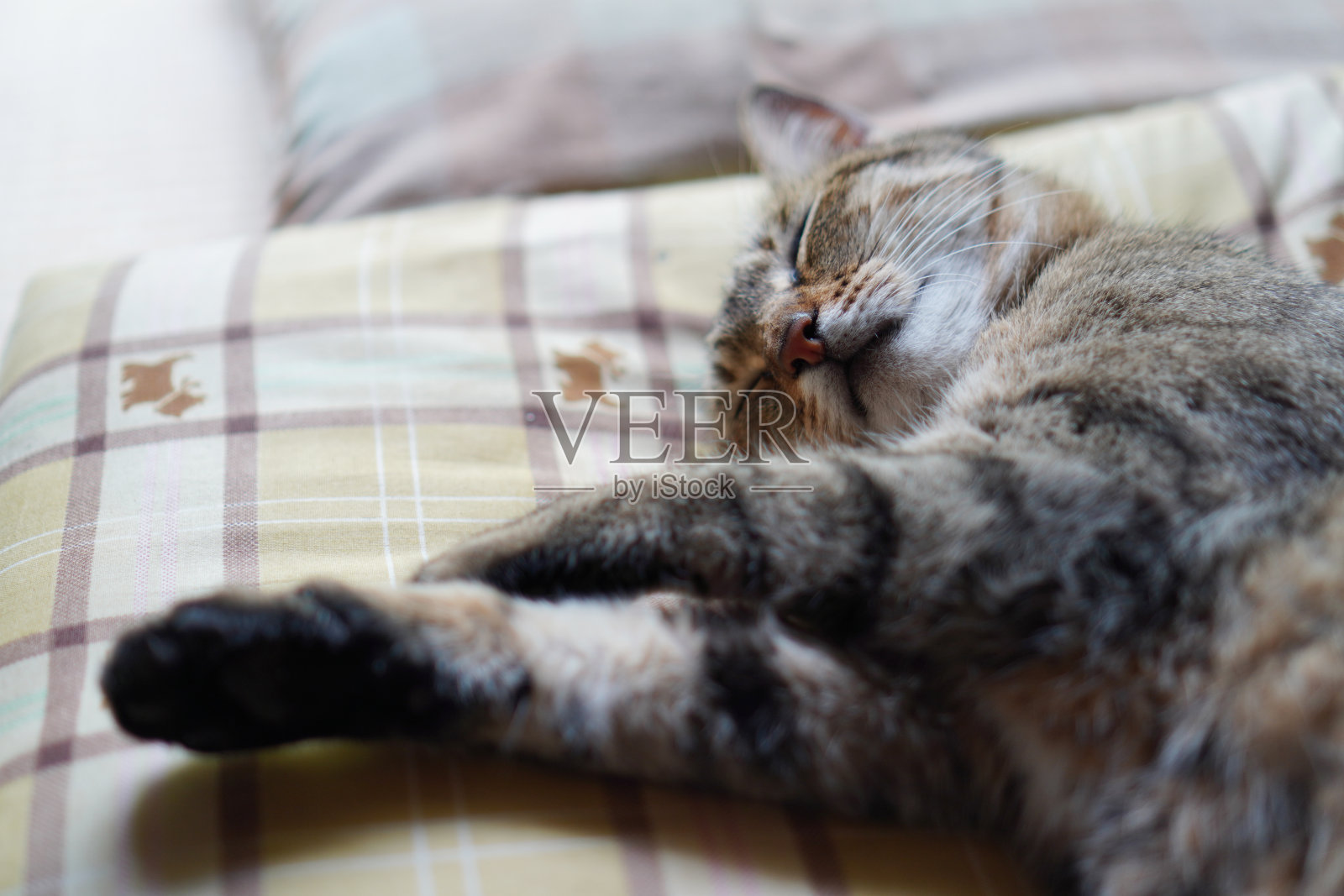 在房子里睡觉的猫照片摄影图片