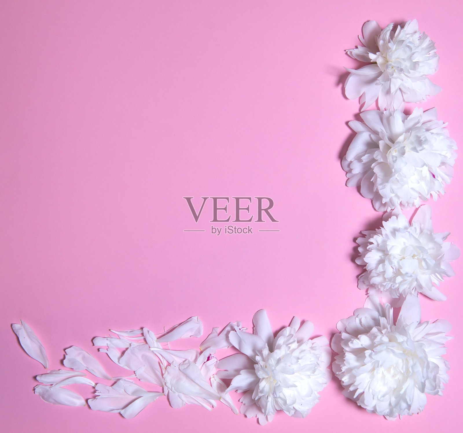 以淡粉色为背景的牡丹花圈。框架由美丽的牡丹在白色的背景，平躺与文字的空间。植物成分照片摄影图片