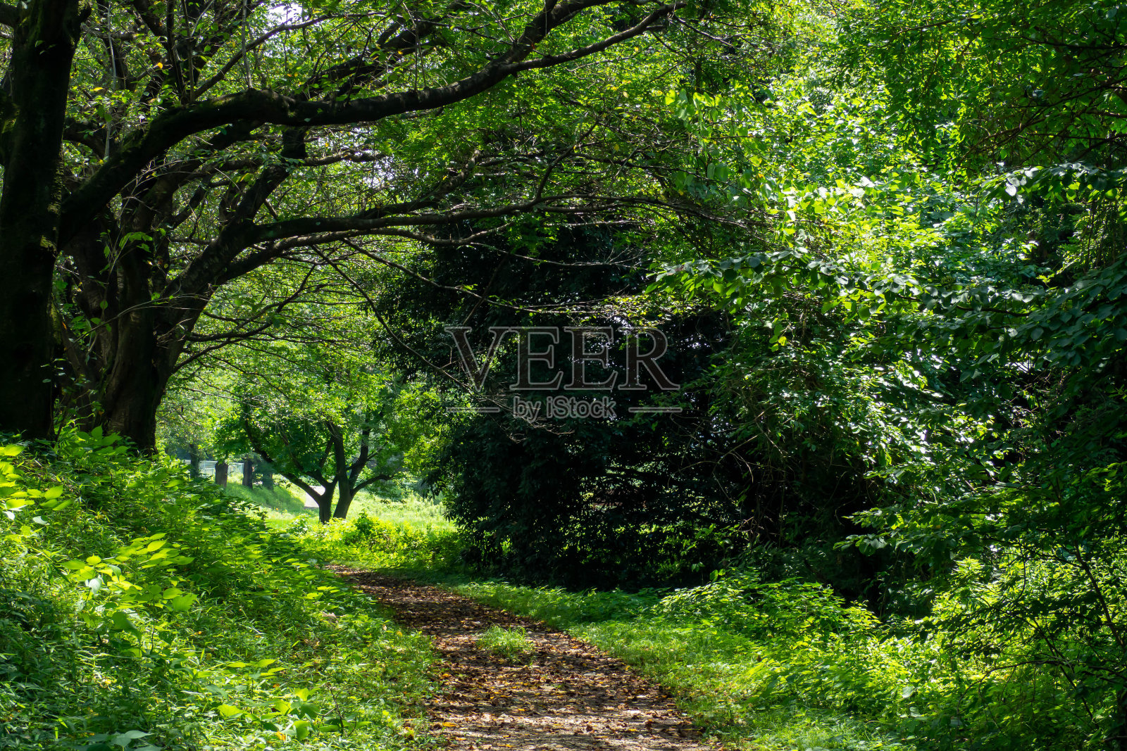 葱郁的米努玛稻田的人行道照片摄影图片