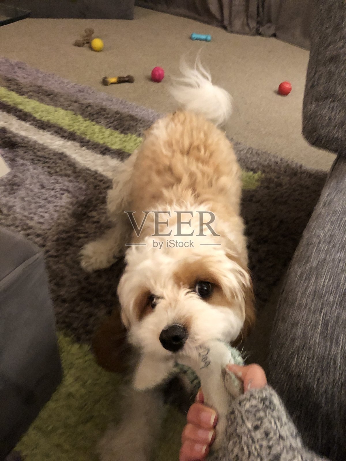 顽皮的小狗照片摄影图片