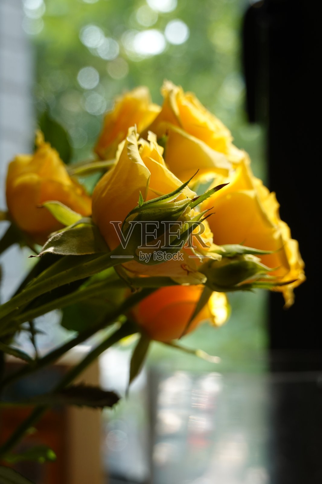 黄色玫瑰花的特写照片摄影图片