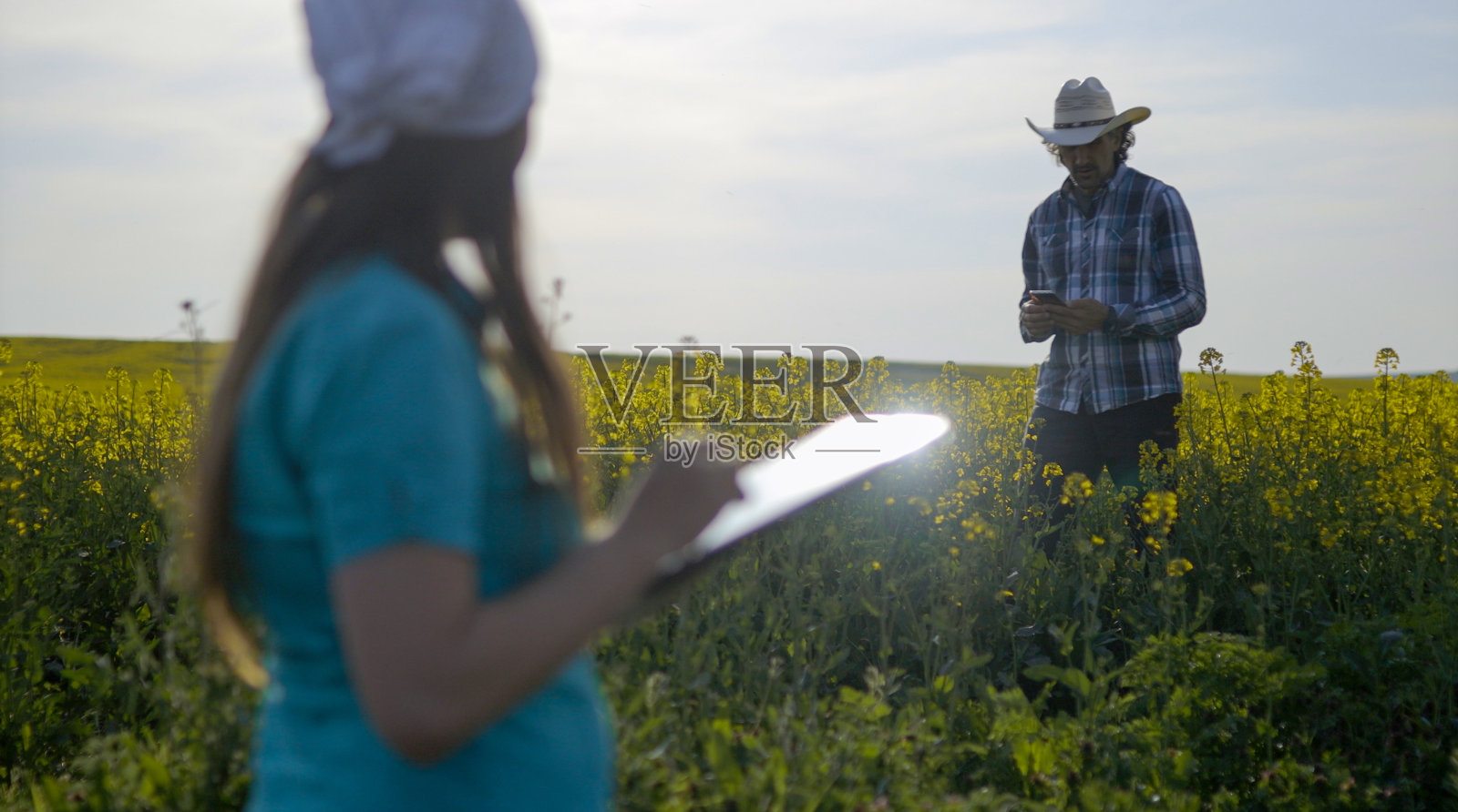农民们用数码片检查油菜作物。小型企业中的智能农业。照片摄影图片