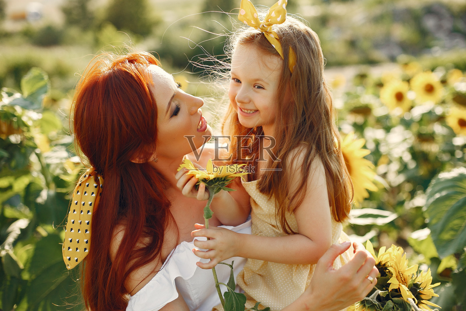 美丽可爱的家庭在向日葵田照片摄影图片