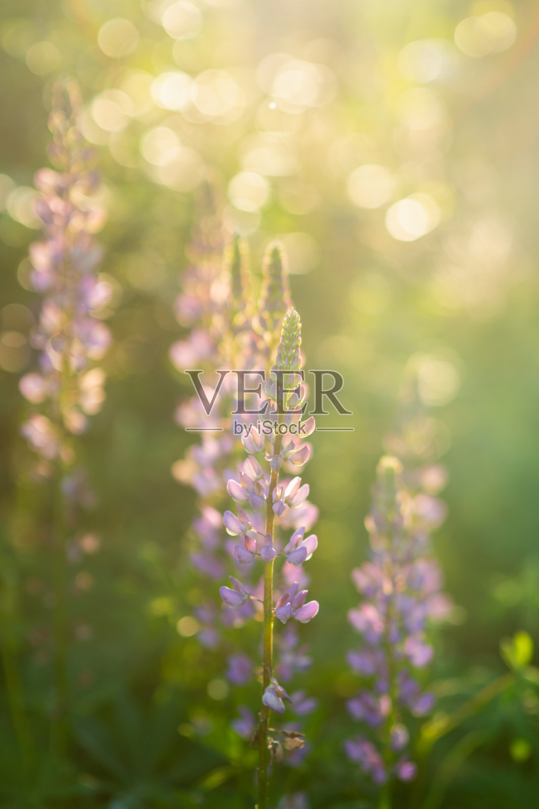 羽扇豆花生长在田间。景深浅。有选择性的重点。照片摄影图片