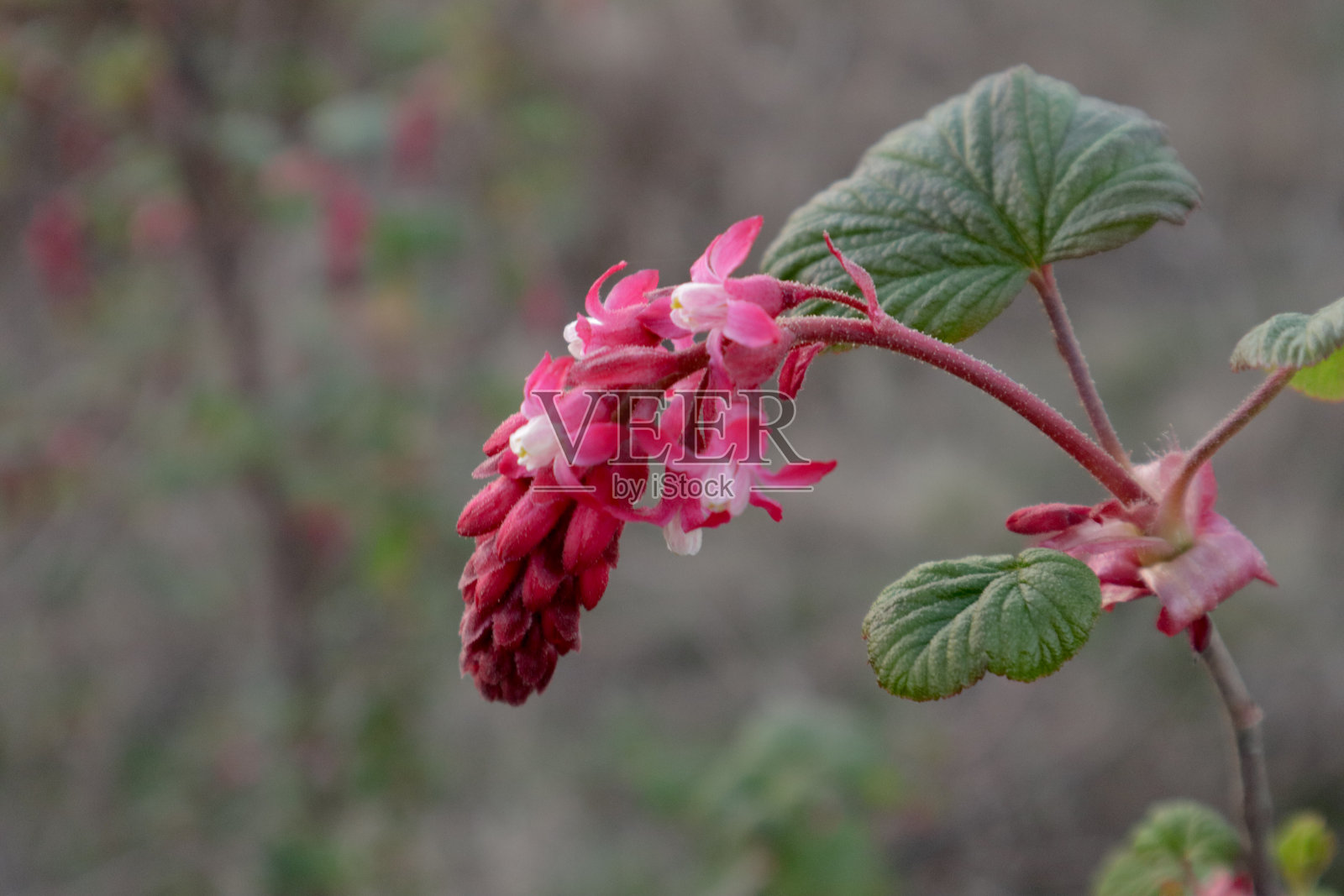 红色的野花照片摄影图片