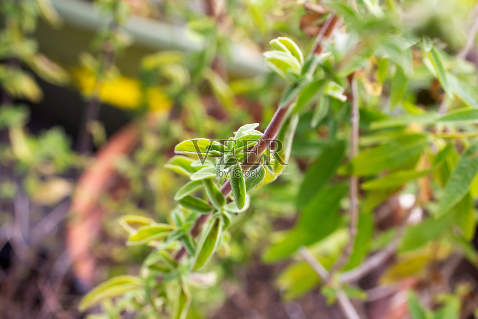 德国百里香照片摄影图片