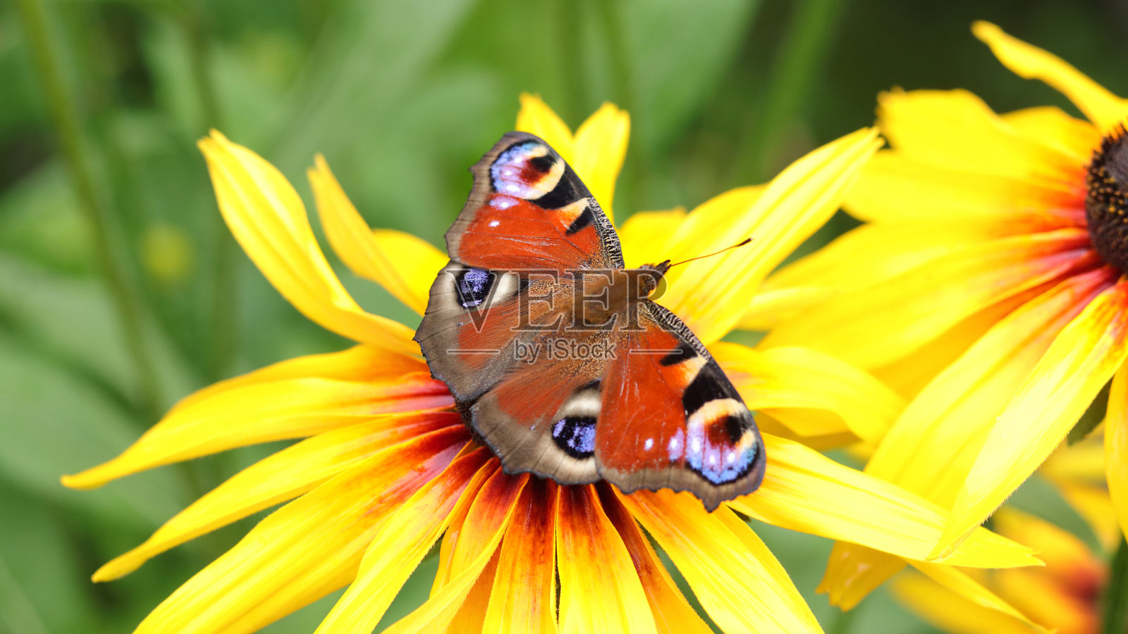明亮而美丽的蝴蝶孔雀眼，坐在一朵黄花上。Aglais io。黑脉金斑蝶在夏天来花传粉，背景柔和。孔雀蝶照片摄影图片