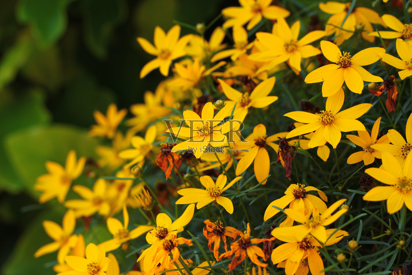 金丝菊，轮生的蜱种子或线状叶金丝菊，花在花园里照片摄影图片