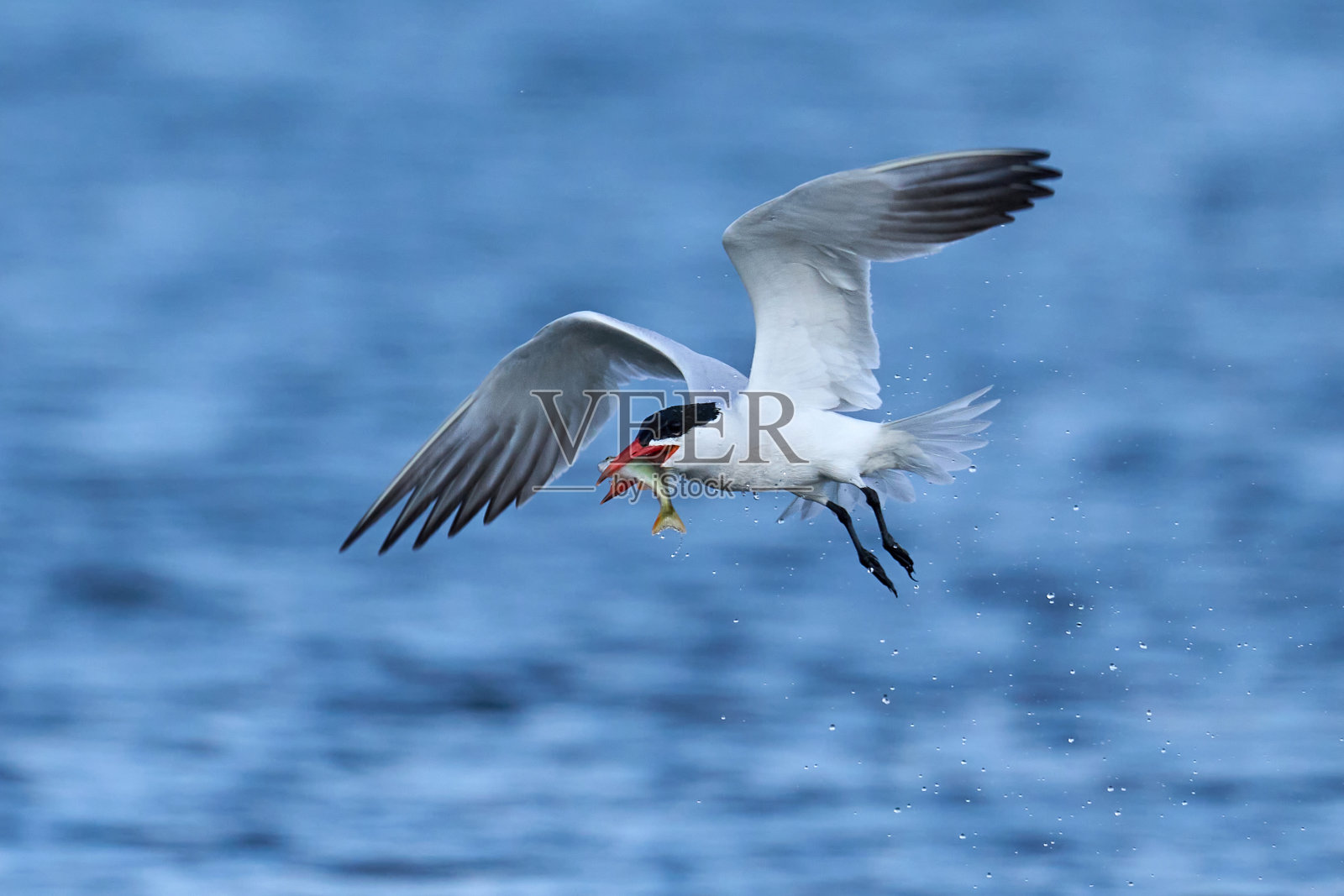 里海燕鸥(肉桂)照片摄影图片