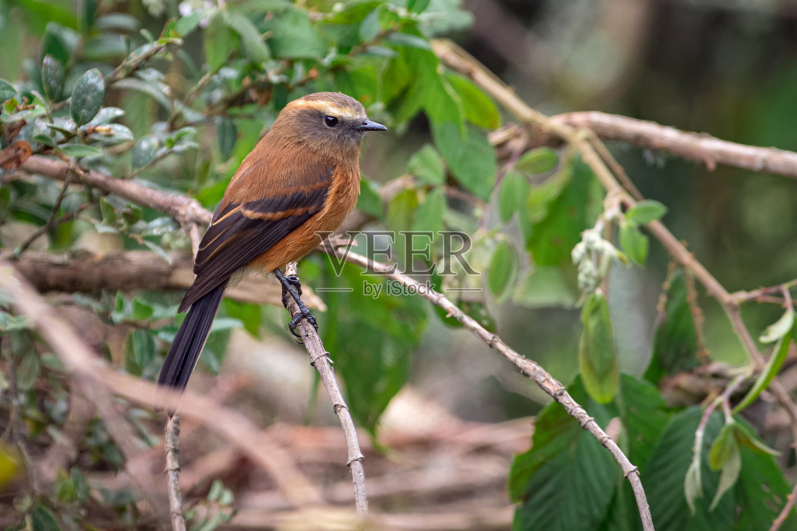 黑背的闲谈暴君(烟色Ochthoeca fumicolor)平静地躺在树枝上照片摄影图片