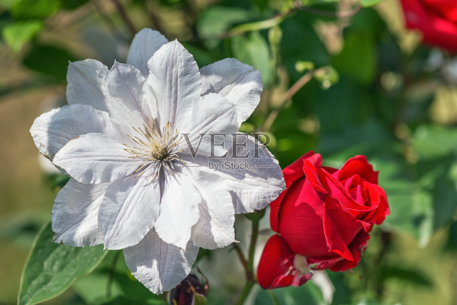 美丽的白花和红玫瑰在花园里。照片摄影图片