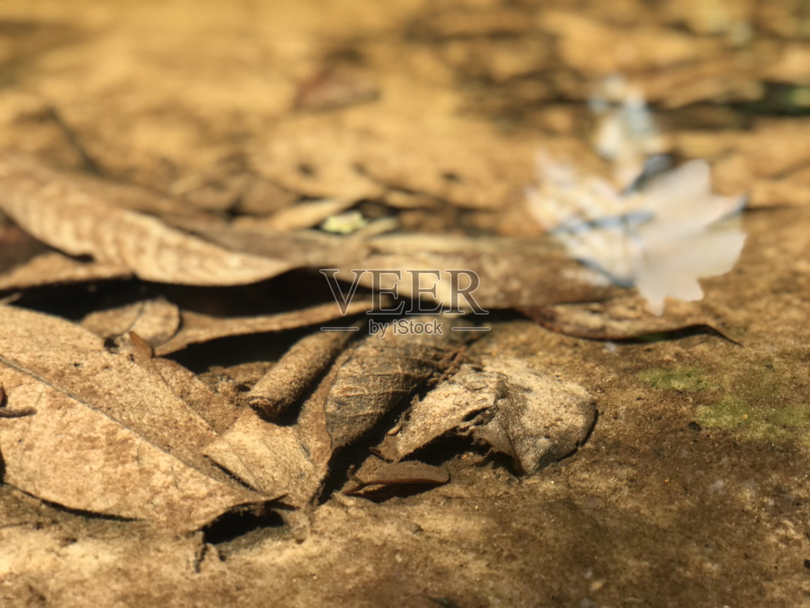 在塞皮洛克的热带雨林探索中心，近距离观察干树叶在河上照片摄影图片